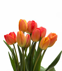 Bouquet of red tulips isolated on white background. Top view. Close-up.