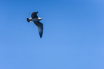 Big Seagull on Blue Sky in Istanbul Bosphorus