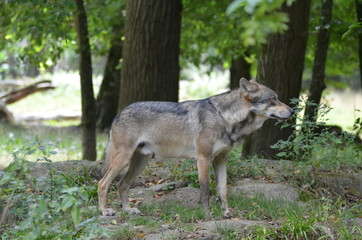 Naklejka na ściany i meble Loup gris (Canis lupus)