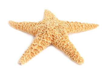 Beautiful starfish on white background. Beach object