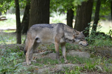 Loup gris (Canis lupus)