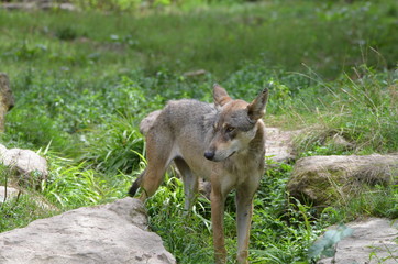 Loup gris (Canis lupus)
