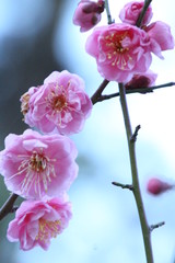 Obraz premium 紅梅+