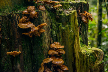 Mushrooms growing on tree stump in forest