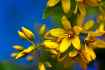 Beautiful yellow flowers blossom in summer time on blue background. Copy space for text. close-up