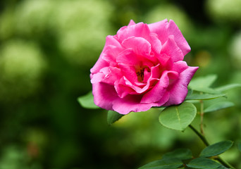 pink rose in garden