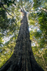 Fototapeta premium Yellowwood tree reaching forest canopy in south africa