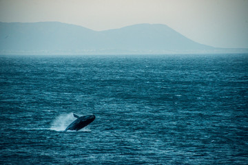 Naklejka premium Southern Right Whale breaching from sea
