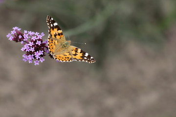 Schmetterling auf lila Blüte