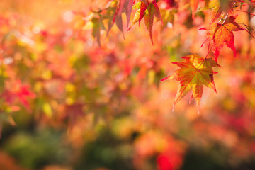 Naklejka na ściany i meble Beautiful autumn maple leaves in nature, fall foliage