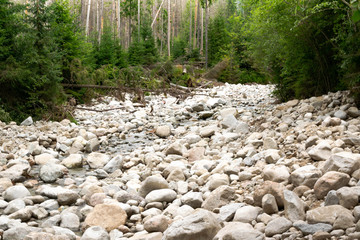 stream in forest
