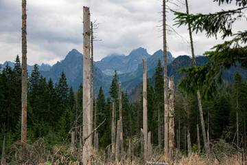 trees in the mountains