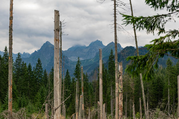 trees in the mountains