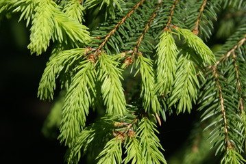 Fichtennadeln Austriebe Spitzen 2019292