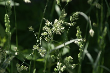 Knäulgras 2019274 Dactylis glomerata