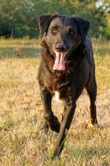 Black lab panting and waiting to play.