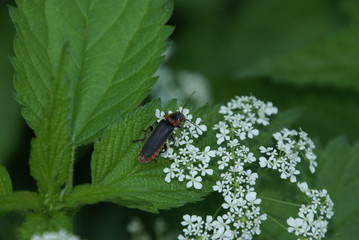Käfer lang mit schwarzen Flügeln und rotbraunem Körper 2019295