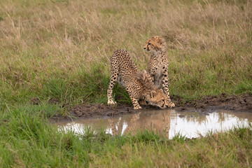 pair of Cheetahs drinking at a water hole in the Masai Mara