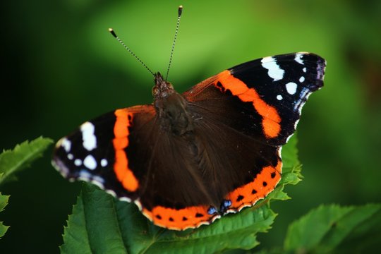 butterfly on flower - Powered by Adobe