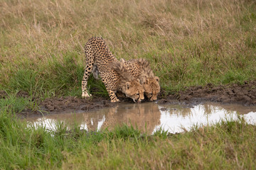 pair of Cheetahs drinking together at a water hole in the Masai Mara