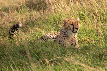 cheetah in the grass in the Masai Mara