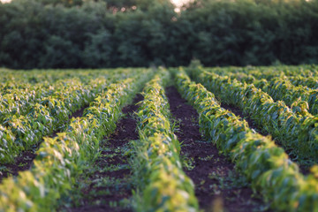 Soybean field ripening at spring season, agricultural landscape