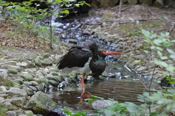 Cigogne noire (Ciconia nigra)