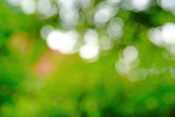 Fototapeta premium Bokeh green background from tree green leaves.