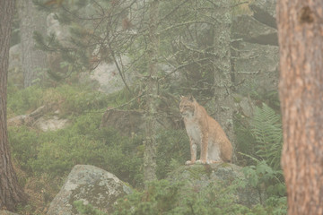 Fototapeta premium Lynx sitting in the forest.