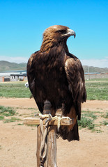Mongolian Eagle Portrait at Mongolia