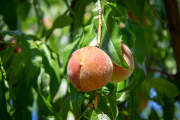 ripe peaches on a tree