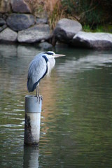 青鷺