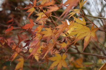 Fotografía de hojas de color dorado, amarillo, marrón y café, en una temporada otoñal con un fondo desenfocado. 