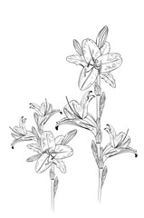 Lily flower line art