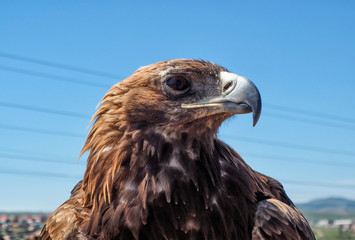 Mongolian Eagle Portrait at Mongolia