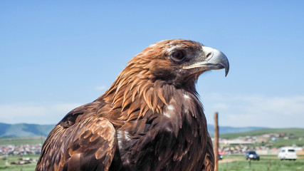 Mongolian Eagle Portrait at Mongolia