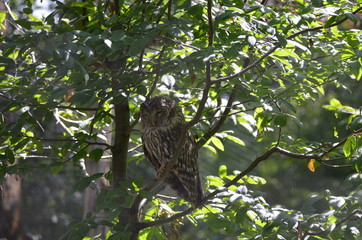 Chouette de l'Oural (Strix uralensis)