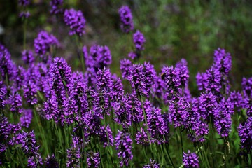 Naklejka premium Stachys Officinalis is a perennial grassland herb in the family Lamiaceae, commonly known as Common Hedgenettle, Betony, Purple Betony, Wood Betony or Bishopwort.