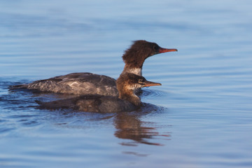 Common merganser (North American) or goosander (Eurasian) (Mergus merganser) mother and baby