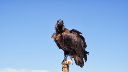 Mongolian Eagle Portrait at Mongolia