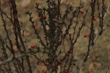 red berries on a tree