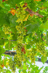 Parra con racimos de uvas
