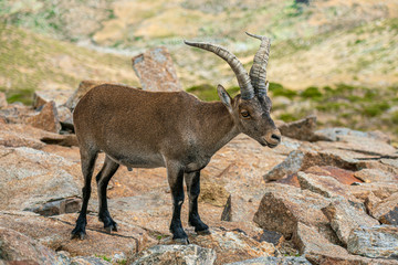 Naklejka na ściany i meble Male mountain goat in Sierra de Gredos mountain range, Avila, Spain
