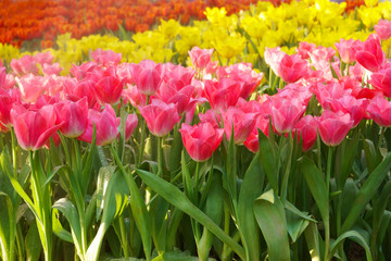 The beautiful blooming tulips in garden.tulips flower close up under natural lighting outdoor