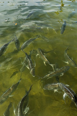 Feeding Tarpon at Robbie's in the Keys