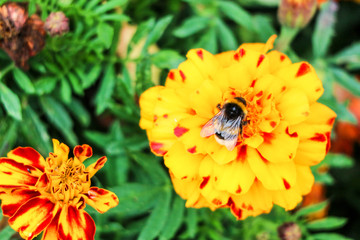 Bumblebee on beautiful yellow marigold flower close up