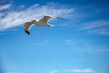 seagull flying in the blue sky