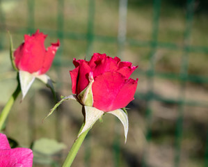 Single beautiful red rose background