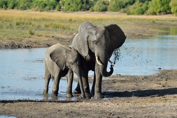 Elephants washing themselves