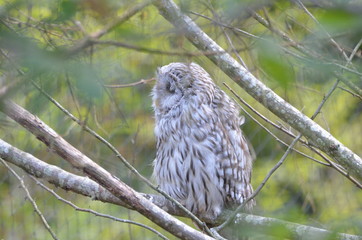 Chouette de l'Oural (Strix uralensis)